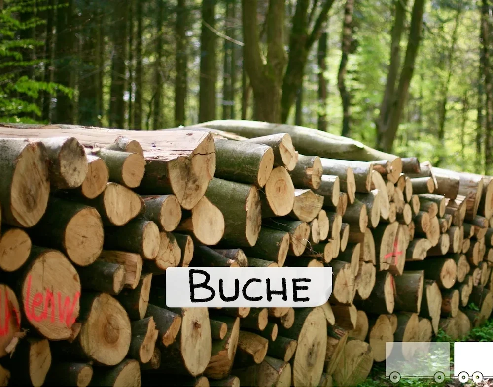 Stammholz - Buche - ganze LKW-Ladung 40 RM